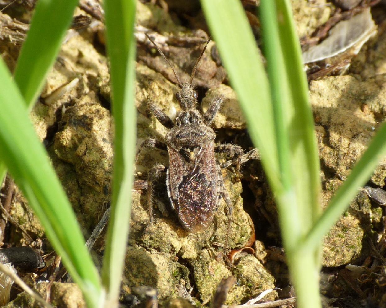 Reduviidae: Coranus griseus del Lazio